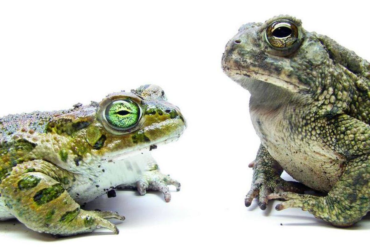 Sustainability: Is your brand asking stakeholders to kiss the frog?